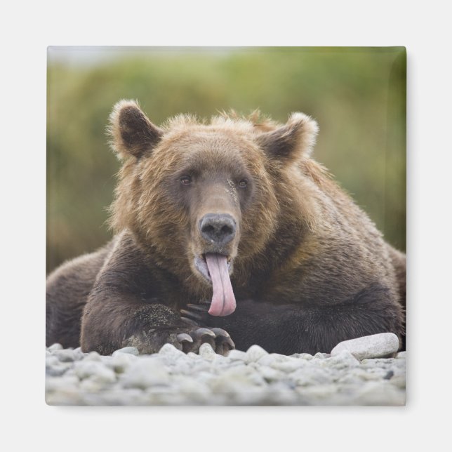 Imán EE.UU., Alaska, Parque Nacional Katmai, Bahía Kuka (Frente)