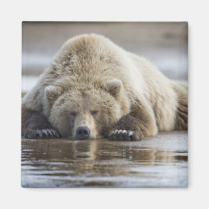 Imán EE.UU., Alaska, Parque Nacional Katmai, oso marrón