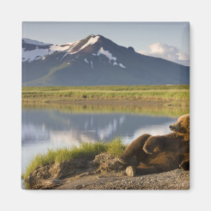 Imán EE. UU., Alaska, Parque Nacional Katmai, Osos pard