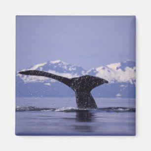 Imán EE. UU., Alaska, Pasaje Interior Ballena jorobada
