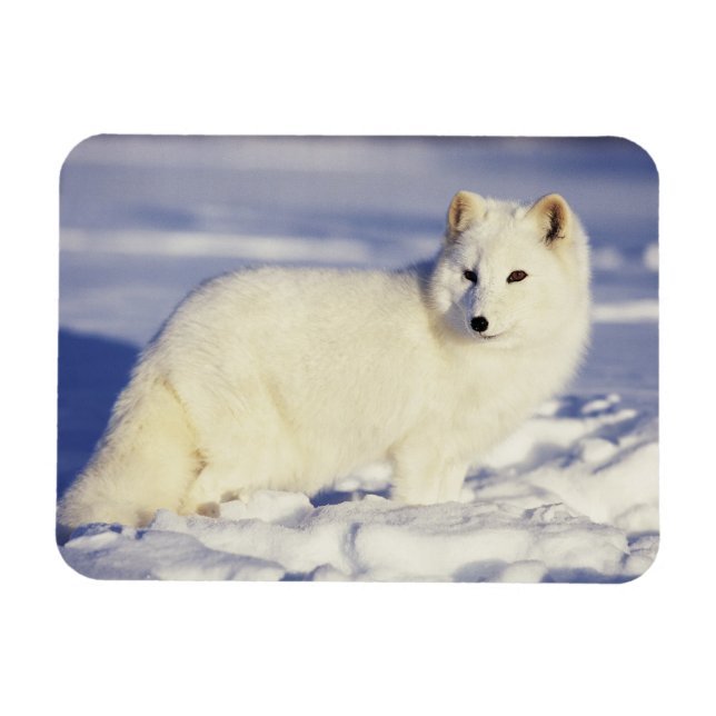 Imán EE. UU., Alaska. Zorro ártico con pelaje de invier (Horizontal)