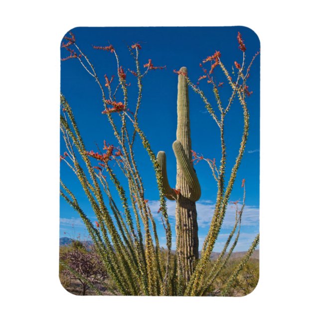 Imán EE.UU., Arizona. Cactus En El Parque Nacional De S (Vertical)