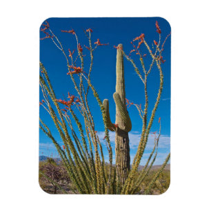 Imán EE. UU., Arizona. Cactus en el Parque Nacional Sag