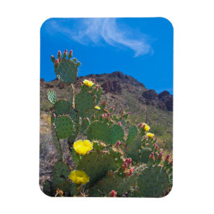 Imán EE.UU., Arizona. Cactus In The Hills