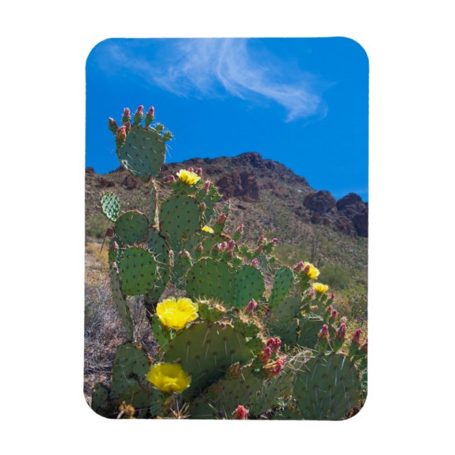 Imán EE.UU., Arizona. Cactus In The Hills (Vertical)