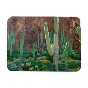 Imán EE. UU., Arizona. Campo de cactus saguaro junto a
