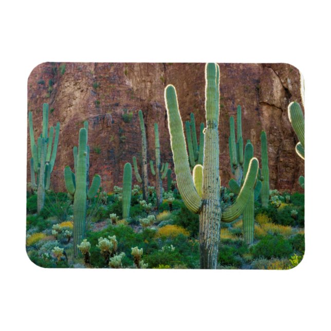 Imán EE. UU., Arizona. Campo de cactus saguaro junto a  (Horizontal)