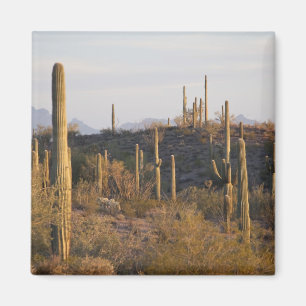 Imán EE. UU., Arizona, Desierto de Sonora, Ajo, Ajo 2