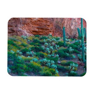 Imán EE.UU., Arizona. Flora del desierto