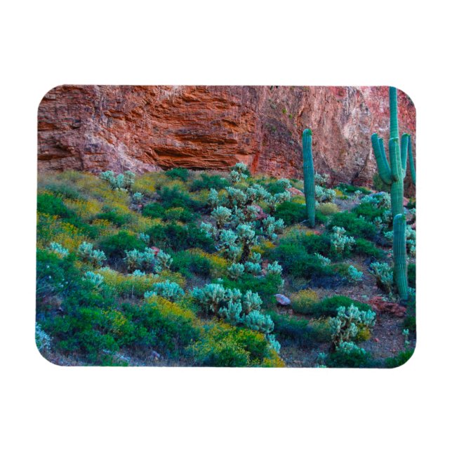 Imán EE.UU., Arizona. Flora del desierto (Horizontal)