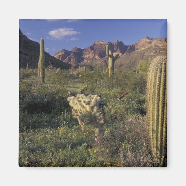 Imán EE. UU., Arizona, Monumento Nacional Organ Pipe. (Frente)