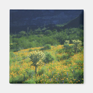 Imán EE. UU., Arizona, Parque Nacional del Cactus de Ór