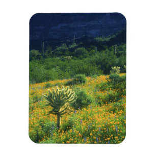 Imán EE. UU., Arizona, Parque Nacional del Cactus de Tu
