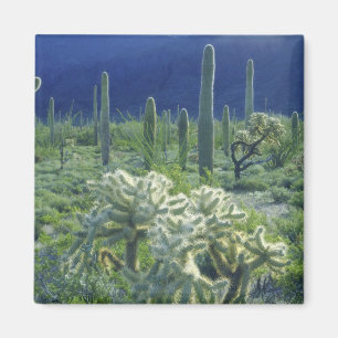 Imán EE. UU., Arizona, Parque Nacional del Cactus de Tu