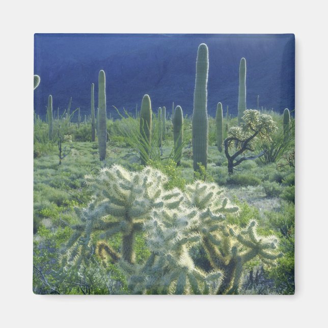 Imán EE. UU., Arizona, Parque Nacional del Cactus de Tu (Frente)