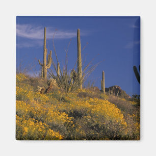 Imán EE. UU., Arizona, Parque Nacional del Cactus de Tu