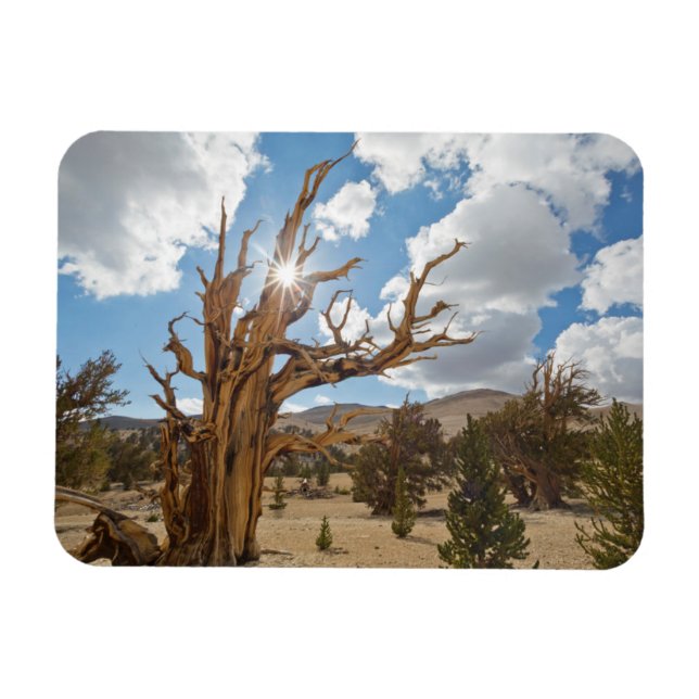 Imán EE. UU., California, Bosque Nacional Inyo 6 (Horizontal)