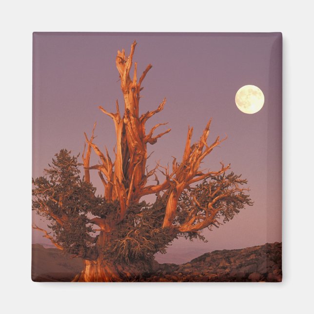Imán EE. UU., California, Bosque Nacional Inyo, Blanco (Frente)