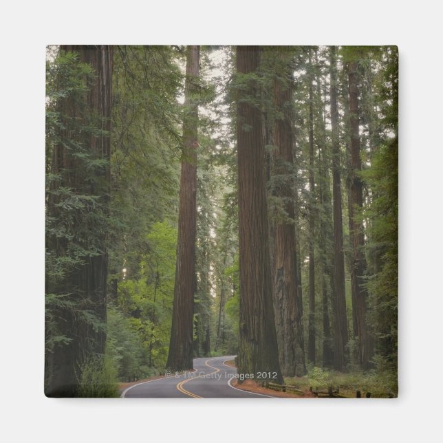 Imán EE.UU., California, camino a través del bosque Red (Frente)