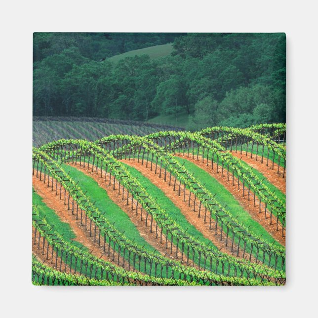 Imán EE.UU., California, condado de Mendocino, un hospi (Frente)