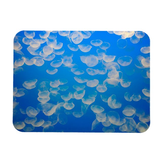 Imán EE.UU., California. Jellyfish En La Bahía De Monte (Horizontal)