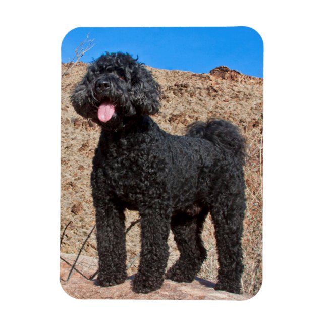 Imán EE. UU., California. Labradoodle de pie (Vertical)