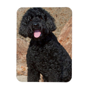 Imán EE. UU., California. Labradoodle sentado