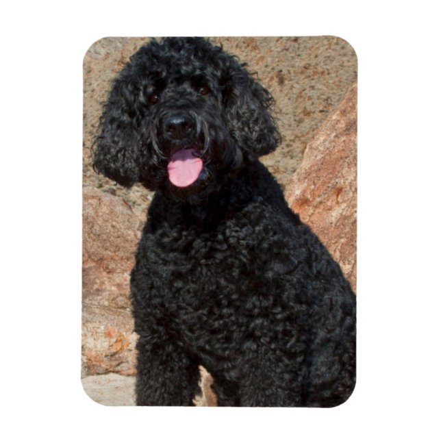 Imán EE. UU., California. Labradoodle sentado (Vertical)
