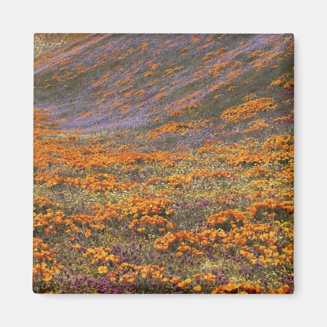 Imán EE. UU., California, Montañas Tehachapi, 2 (Frente)