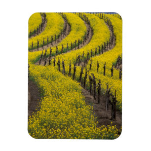 Imán EE. UU., California, Napa Valley, Los Carneros Ava