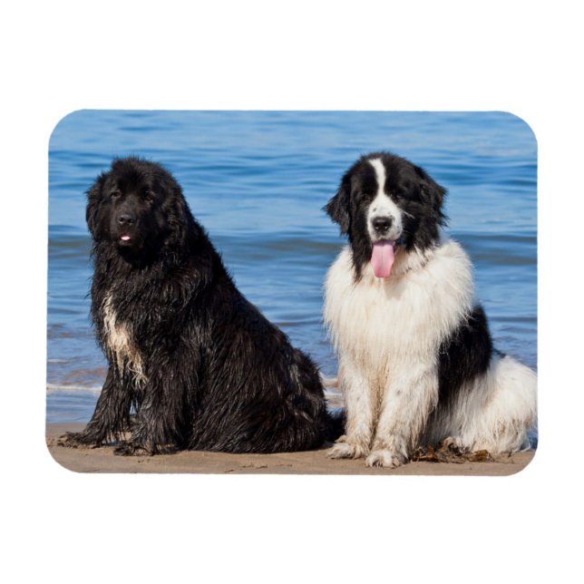 Imán EE. UU., California. Newfoundlands Sentados (Horizontal)