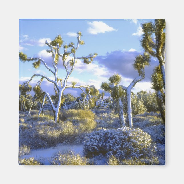 Imán EE. UU., California, Parque Nacional Joshua Tree.  (Frente)