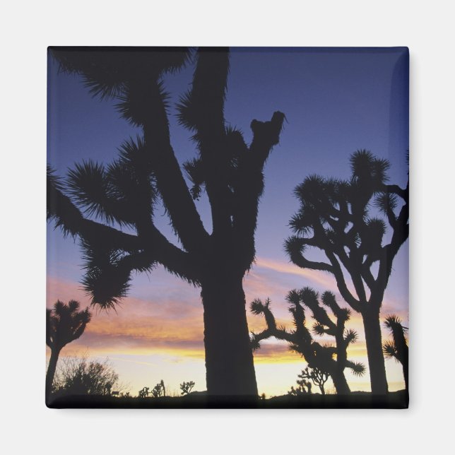 Imán EE.UU., California, Parque Nacional Joshua Tree, (Frente)