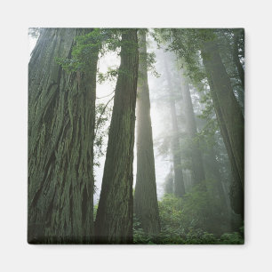 Imán EE. UU., California, Parque Nacional Redwood, 2