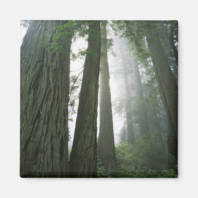 Imán EE. UU., California, Parque Nacional Redwood, 2 (Frente)