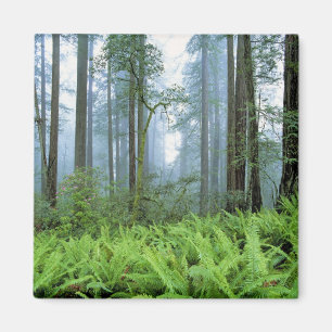 Imán EE. UU., California, Parque Nacional Redwood. Árbo