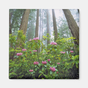 Imán EE. UU., California, Parque Nacional Redwood. Rhod