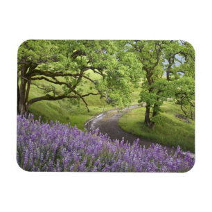 Imán EE.UU., California, Parque Nacional Redwood. Sucie