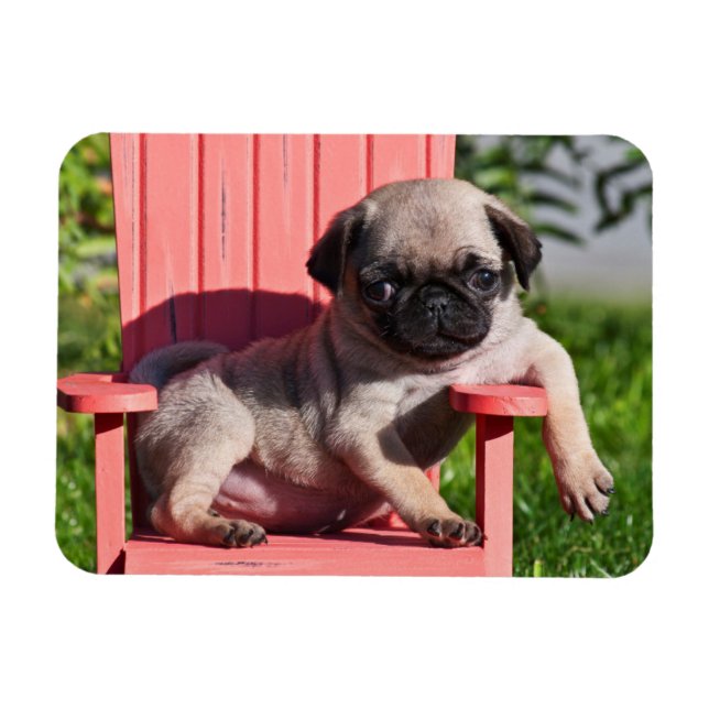 Imán EE. UU., California. Pug cachorro desplomado (Horizontal)