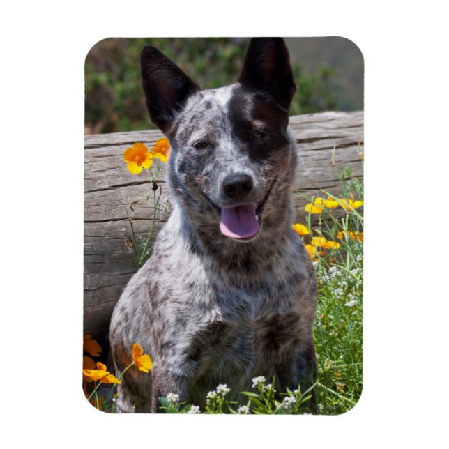 Imán EE.UU., California. Queensland Healer Sitting 2 (Vertical)