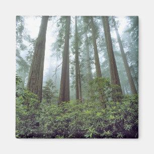 Imán EE. UU., California, Redwood NP. La niebla filtra