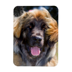Imán EE. UU., California. Retrato de Leonberger sentado