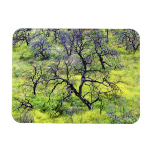 Imán EE. UU., California, San Diego. Un bosque de roble