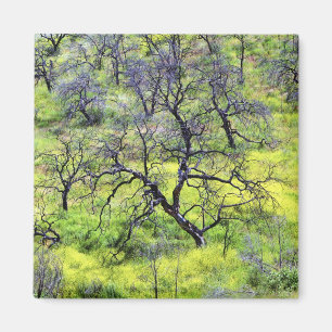 Imán EE. UU., California, San Diego. Un bosque de roble