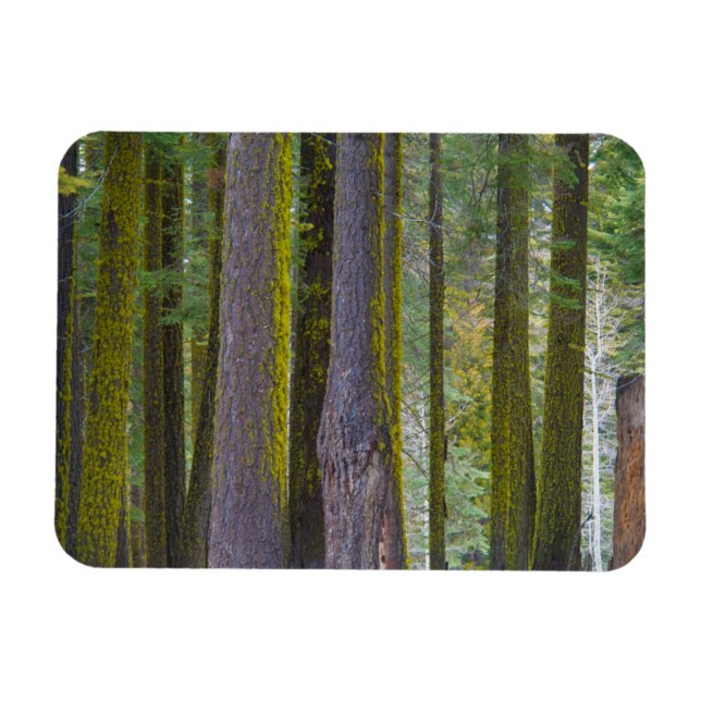 Imán EE. UU., California. Troncos de árboles cubiertos  (Horizontal)