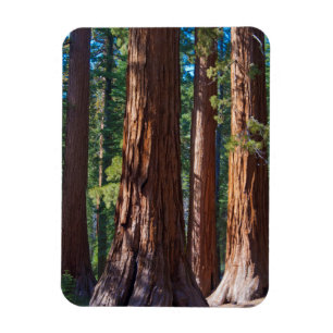 Imán EE. UU., California. Troncos de árboles de secuoya