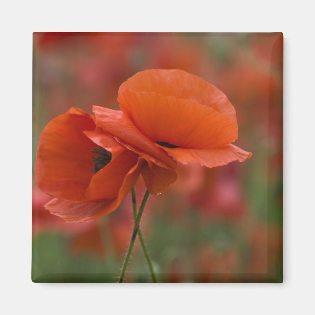 Imán EE. UU., Carolina del Norte. Dos amapolas rojas (Frente)