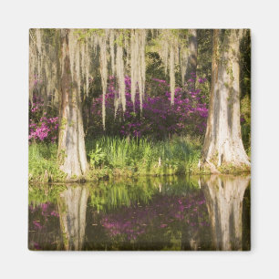Imán EE. UU., Carolina del Sur, Charleston. Cipreses