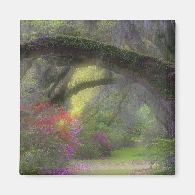 Imán EE. UU., Carolina del Sur, Jardines de Magnolia. (Frente)
