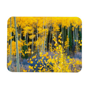 Imán EE. UU., Colorado. Álamos Temblones de un Amarillo